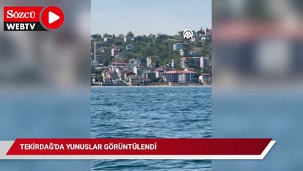 Tekirdağ'da yunuslar görüntülendi