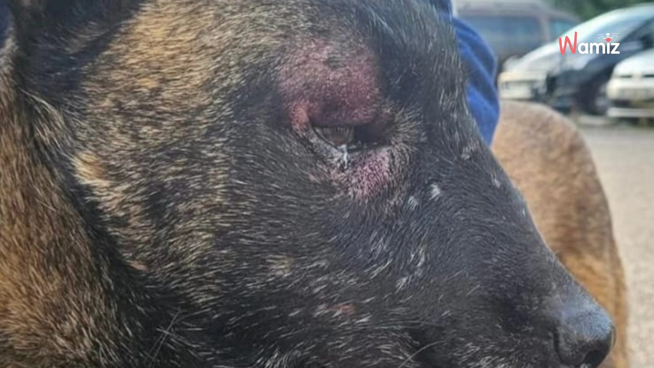 Sa chienne avait été trouvée blessée et attachée avec ses chiots : il n'était pas à l'audience, mais il a été condamné