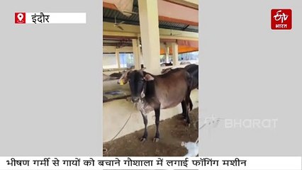 इंदौर की अनूठी गौशाला: चारों ओर से खुली होने के बावजूद खास तकनीक से चिल्ड