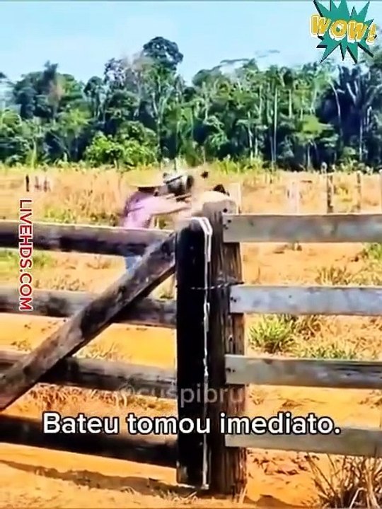 Crazy Critter Comedy