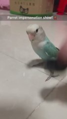 Los loros más graciosos imitando sonidos humanos que ya se están ganando a internet