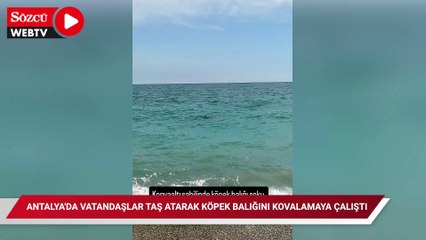 Antalya'da vatandaşlar taş atarak köpek balığını kovalamaya çalıştı