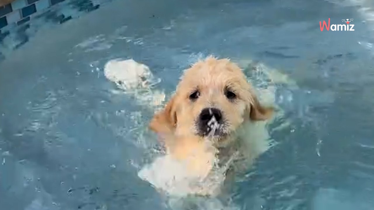 Un chiot Golden Retriever apprend à nager : ses premiers pas font fondre 250K internautes