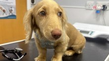 Traumwelpe wird endlich adoptiert: Zwei Monate später die niederschmetternde Diagnose (Video)