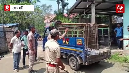 ৰেখা-মাকনে থোৱা ছাগলী খাবলৈ আহি বনৰজাৰ হায়ৈ-বিয়ৈ