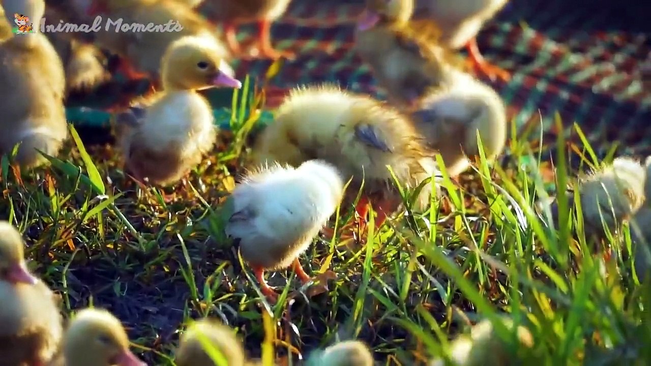 Sounds of farm animals_ cows_ chickens_ ducks_ dogs_ cats_ goats_ sheep - Animal sounds part 13