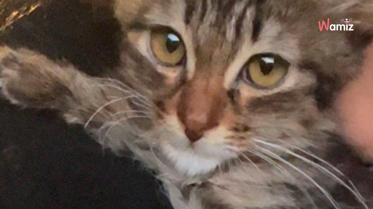Ils maltraitent leur chaton et l'affament : ils finissent par l'abandonner pour une raison révoltante (vidéo)