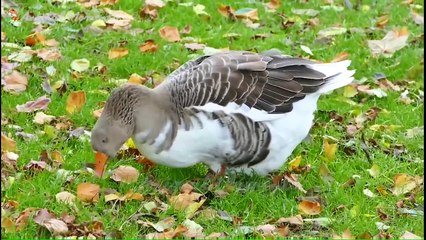 Learn about familiar animals_ animal sounds and foods_ cows_ dogs_ cats_ chickens_ elephants