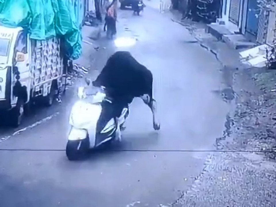 Stier fährt auf Motorroller die Straße runter