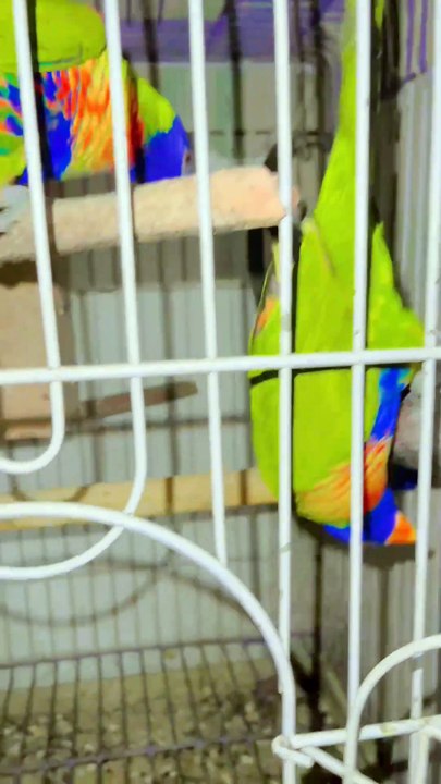 Pets life