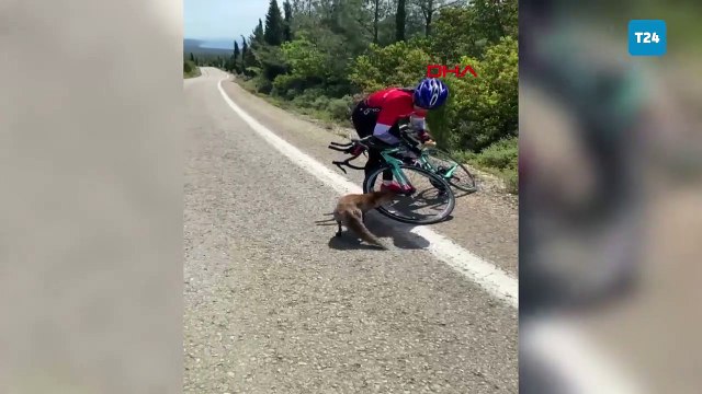 Gelibolu Yarımadası'nda aç tilkiyi eliyle besledi