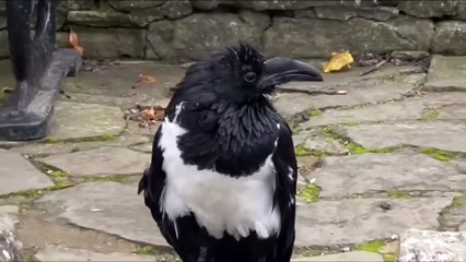 Talking Crow in London Asks Are You Okay