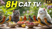 Video for Cats to Watch Bird in 4K — Hours of Birds Chirping and Flying