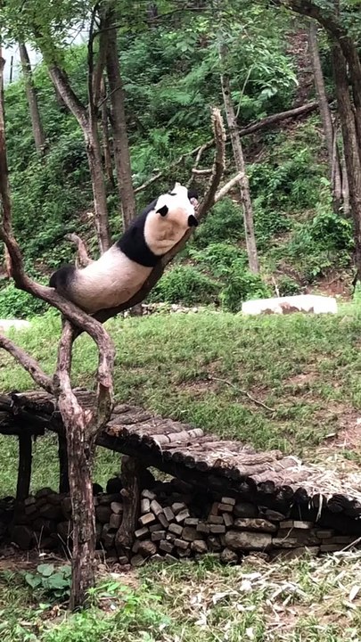 The daily life of pandas 🐼(71)   #Panda #Lovely