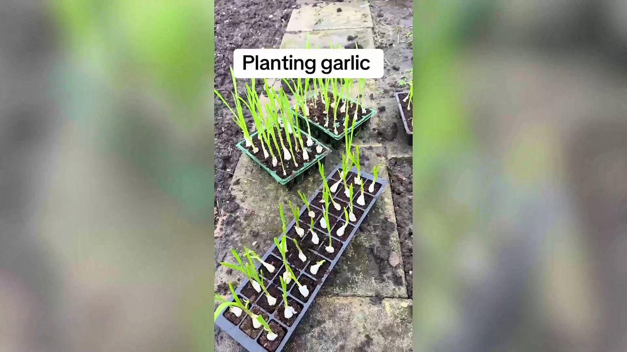 I'm an amateur gardener growing fruit and veg to help struggling families