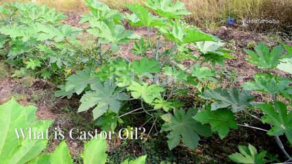 Castor oil for face: Natural Botox for glowing skin