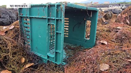 제주 해안 뒤덮은 불청객 ‘괭생이모자반’