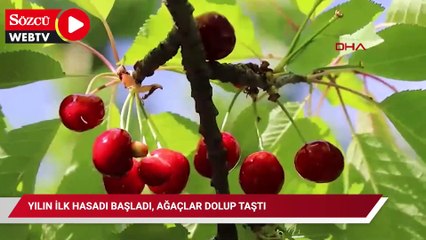 Yılın ilk hasadı başladı, ağaçlar dolup taştı