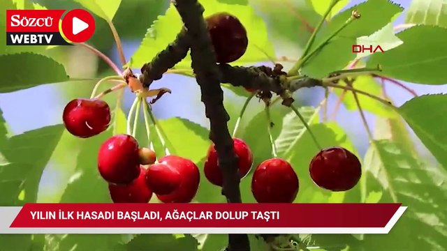 Yılın ilk hasadı başladı, ağaçlar dolup taştı
