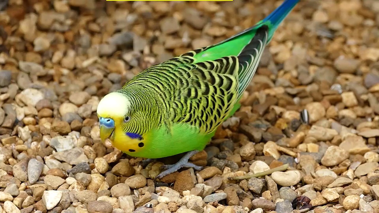 Von Vögeln und Schildkröten – sichere Unterbringung ist wichtig!