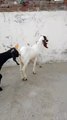0325-4681937 Beautiful White Desi Goat for Qurbani 62000