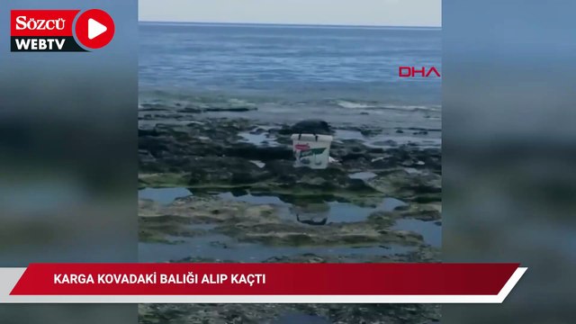 Karga kovadaki balığı alıp kaçtı