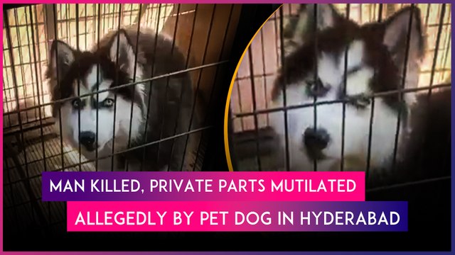 Hyderabad Horror: Pet Husky Dog Allegedly Kills Owner, Mutilates His Private Parts