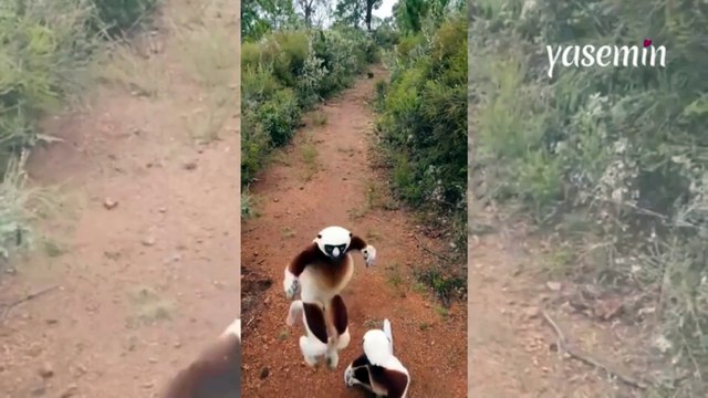 2 lemur Madagaskar ormanlarınla böyle görüntülendi!