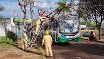 Bombeiros são acionados para cortarem árvore que caiu em ônibus no Coqueiral