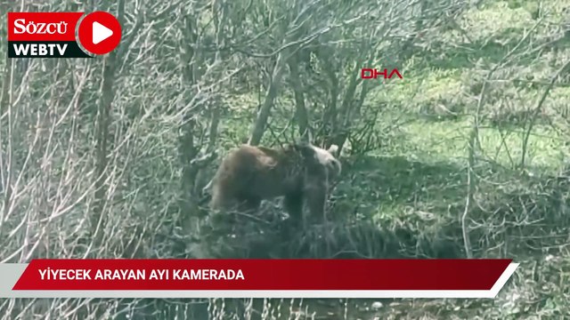 Yiyecek arayan ayı kamerada