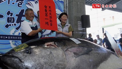 台東史上第一鮪重達208公斤 拍出41萬留在台東