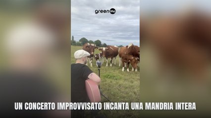 Un concerto improvvisato incanta una mandria intera