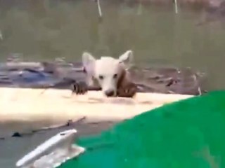 Bootsfahrer rettet Bärenjunges vor dem Ertrinken