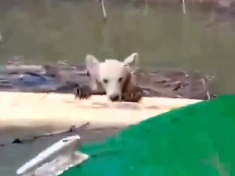 Bootsfahrer rettet Bärenjunges vor dem Ertrinken