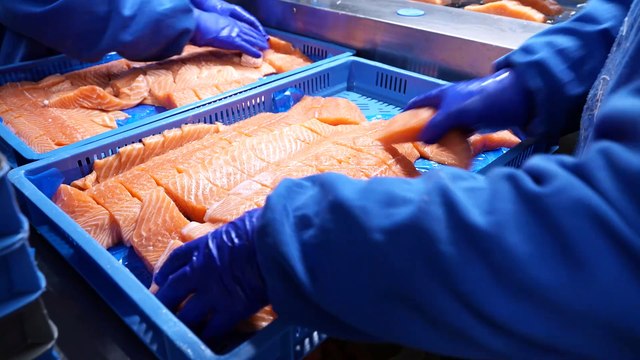 Visita a la fábrica del principal exportador de productos del mar de Noruega en España