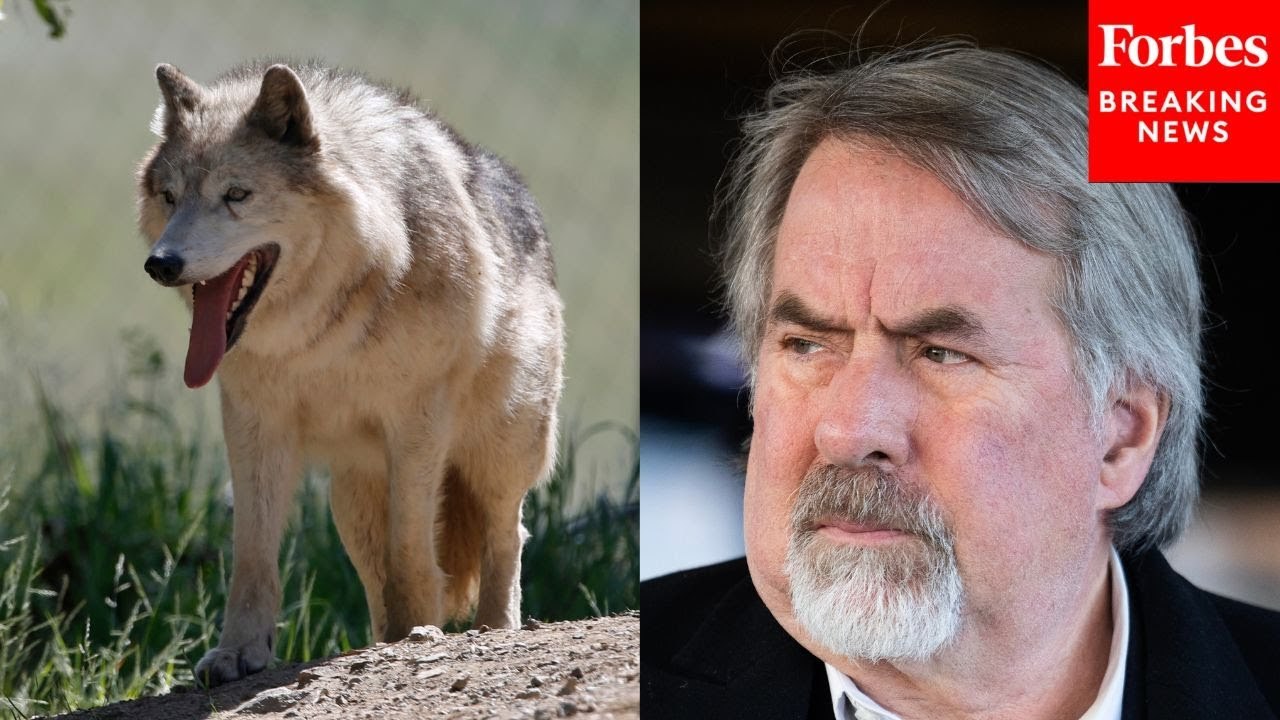 ‘Kids Have To Sit In Cages At Bus Stops’: Doug LaMalfa Warns Of California's Rising Gray Wolf Population