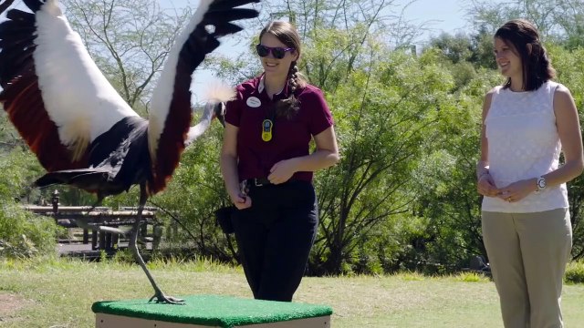 There Are Actually So Many Different Types of Raptors in the World