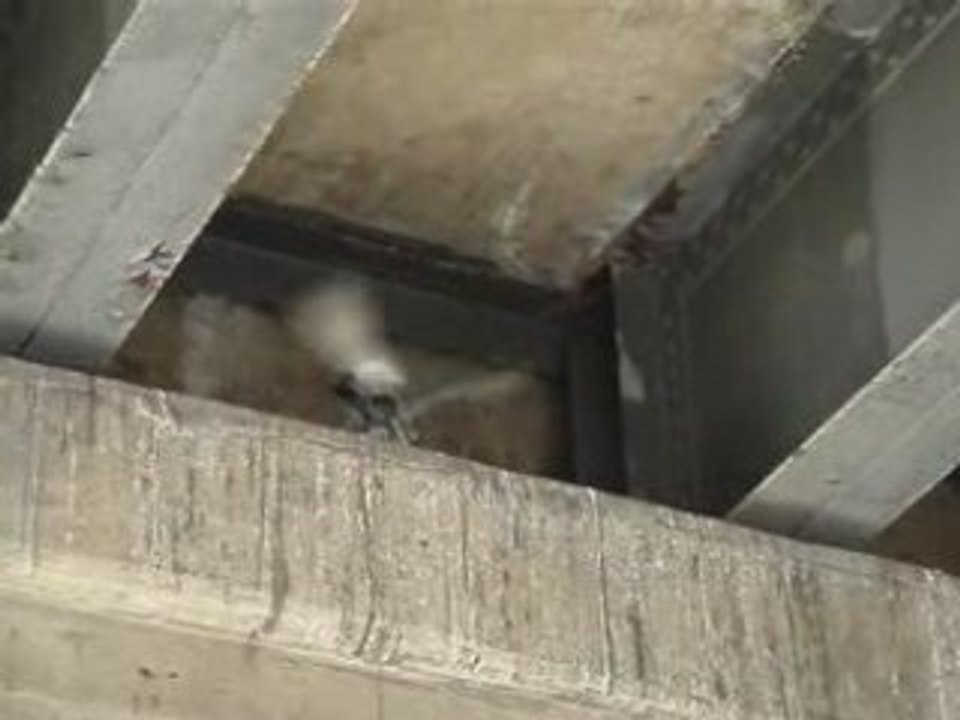 NYC Pigeons Mating