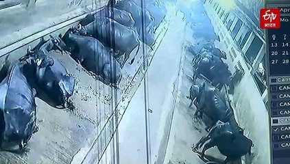 एमपी में 70 साल के बुजुर्ग को भैंस ने उतारा मौत के घाट, CCTV में कैद हुई हत्यारिन बफेलो