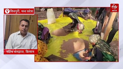 3000 साल पुराना गेहूं फिर आया खेतों में, शिवपुरी के महिम को कर रहा है मालामाल