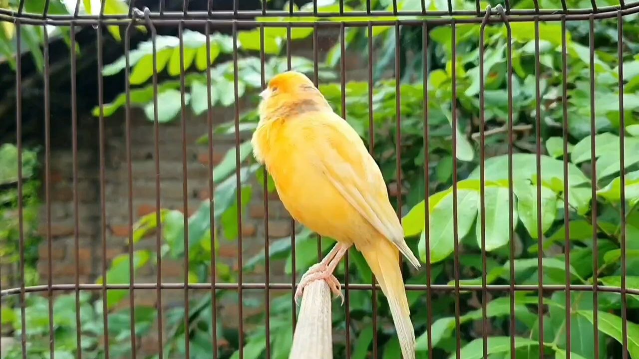 kenari bird pancingan suara kenari
