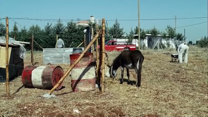 Kurtlar Vadisi Filistin 1080p