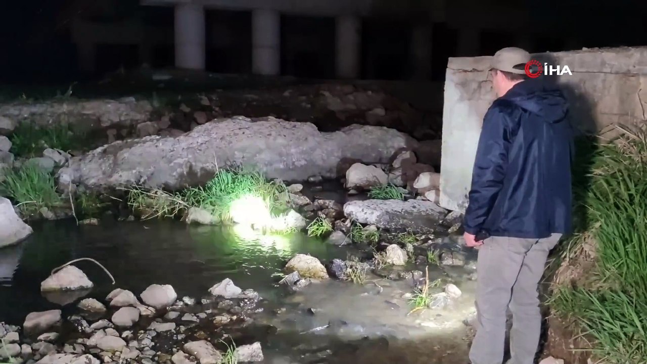 Suyun akışının tersine yüzüyor! İnci kefalinin muhteşem yolculuğu başladı