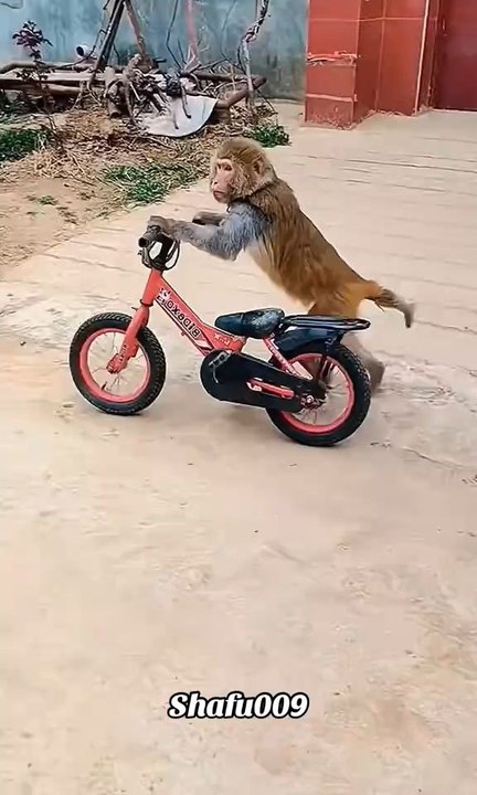funny animals 😂🤣