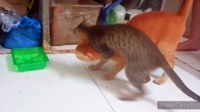 Little Kitty Takes on Big Cat in Epic Battle!