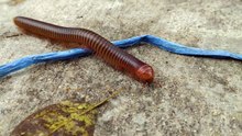 Millipede Walking in Macro Photography is so Satisfying - Spirostreptus CRAWLING