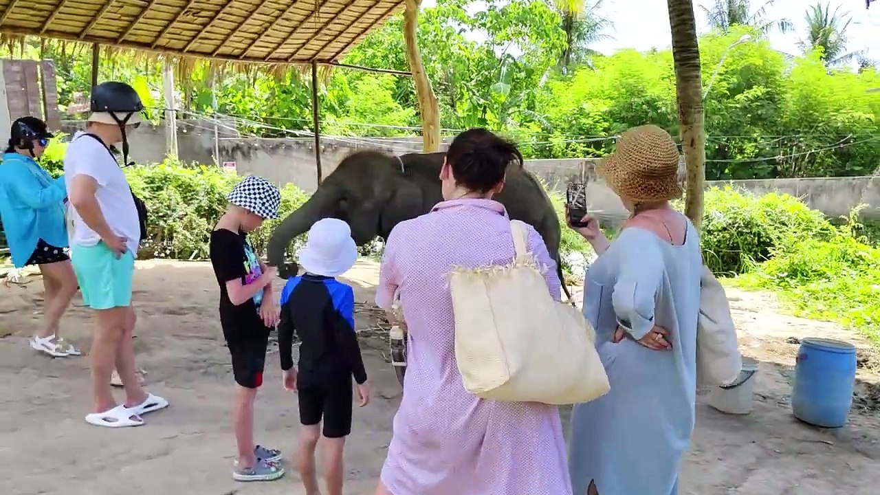 The Dark Side of Baby Elephant Abuse in Phuket