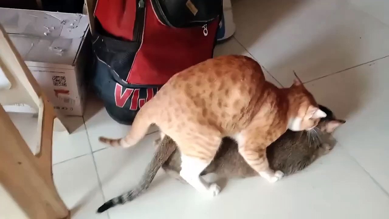 Understanding Cat Mating Behavior_ How Cats Reproduce - video Dailymotion