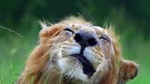Lion: The Majesty of the Wild"