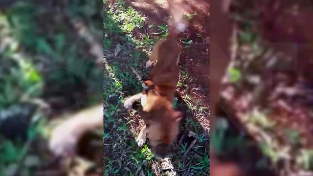 Chocante: Internautas denunciam maus tratos em propriedade rural de Cascavel